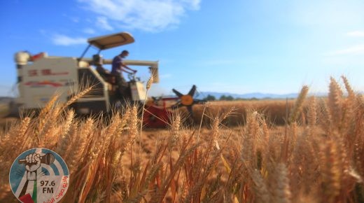 (211206) -- LINYI, Dec. 6, 2021 (Xinhua) -- A farmer harvests wheat in Pingyi County, Linyi City, east China's Shandong Province, June 8, 2021. China secured yet another bumper harvest this year, with grain output up 2 percent year on year, the National Bureau of Statistics (NBS) said Monday. China's grain output reached nearly 683 billion kg in 2021, up 13.4 billion kg from last year. This is the seventh consecutive year that the country's total grain production has exceeded 650 billion kg. (Photo by Wu Jiquan/Xinhua)