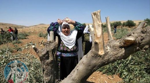 ” الخليل ” مستوطنون يقتلعون ويحطمون نحو 350 شجرة زيتون في يطا وترقوميا