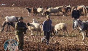مستوطنون يطلقون أبقارهم في أراضي المزارعين بالأغوار الشمالية لتخريب محاصيلهم