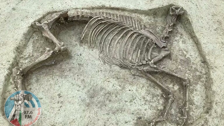 العثور في مقبرة قديمة على هيكل عظمي لحصان من دون رأس في المانيا