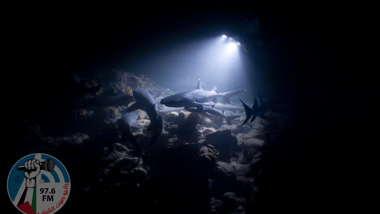 العثور على “القرش الشبح” المخيف والنادر بشكل استثنائي في المحيط الهادئ!