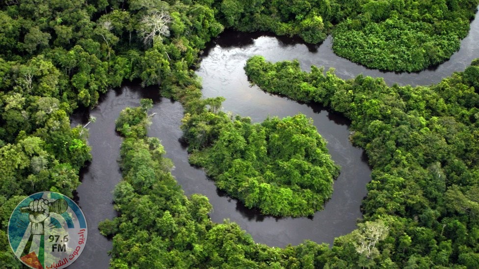 “مصير إفريقيا” يهدد الغابات دراسة مخيفة عن رئة الأرض