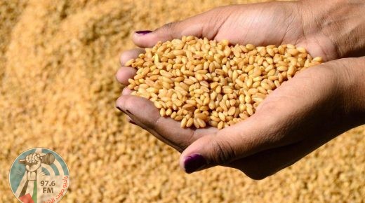 مصر: 10 ملايين طن إنتاج البلاد المتوقع من القمح العام الحالي