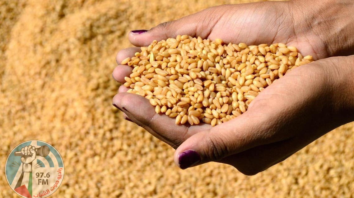 مصر: 10 ملايين طن إنتاج البلاد المتوقع من القمح العام الحالي