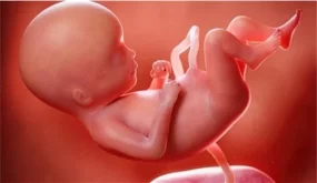 نوع الجنين أثناء الحمل