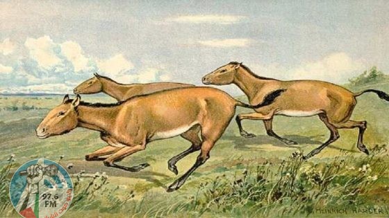 اكتشاف بقايا خيول Hipparion عمرها 8 ملايين عام
