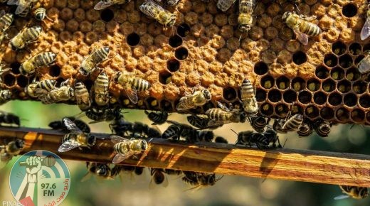 "عسل النحل" ينقذ حياة النساء.. دراسة تفتح باب الأمل