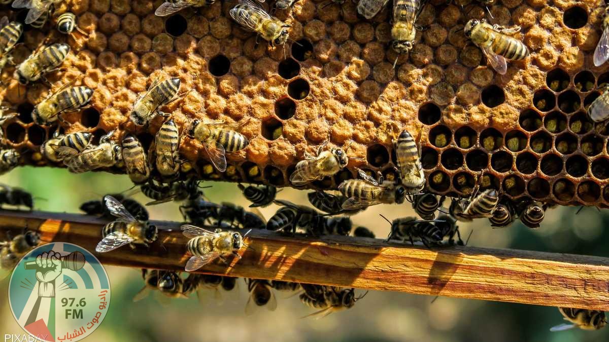 "عسل النحل" ينقذ حياة النساء.. دراسة تفتح باب الأمل
