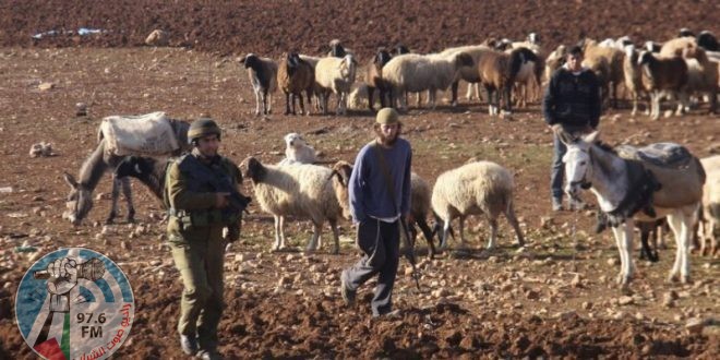 مستوطنون يعتدون على رعاة أغنام بمسافر يطا