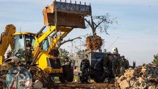 الاحتلال يقتلع 50 شجرة زيتون ويهدم بركسين في تقوع شرق بيت لحم