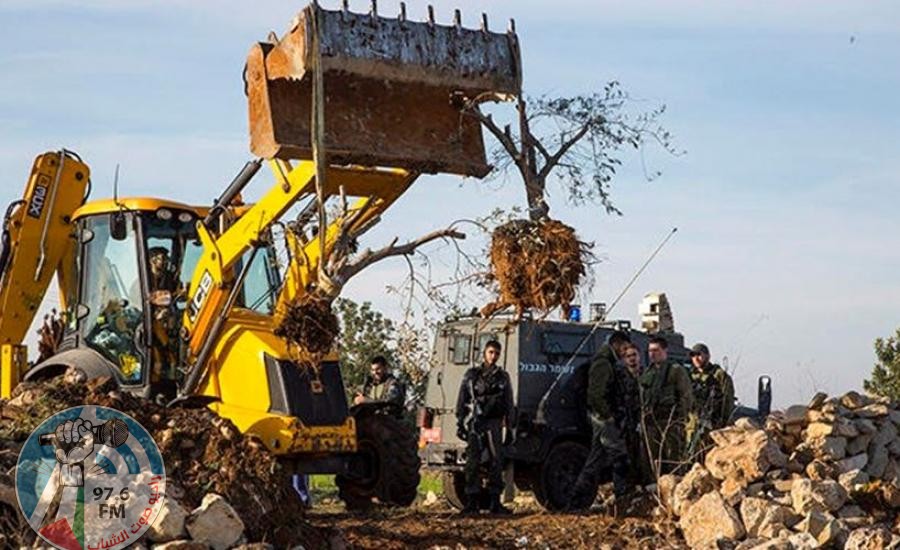 الاحتلال يقتلع 50 شجرة زيتون ويهدم بركسين في تقوع شرق بيت لحم