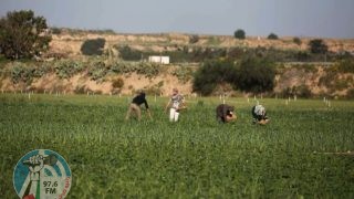 للمزارعين في غزة