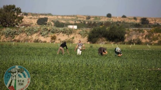 للمزارعين في غزة