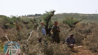 مستوطنون يهاجمون المزارعين جنوب نابلس خلال قطفهم ثمار الزيتون