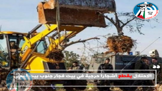 الاحتلال يقطع أشجارا حرجية في بيت فجار جنوب بيت لحم