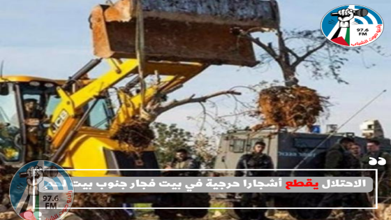 الاحتلال يقطع أشجارا حرجية في بيت فجار جنوب بيت لحم