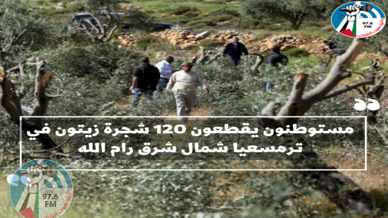 مستوطنون يقطعون 120 شجرة زيتون في ترمسعيا شمال شرق رام الله