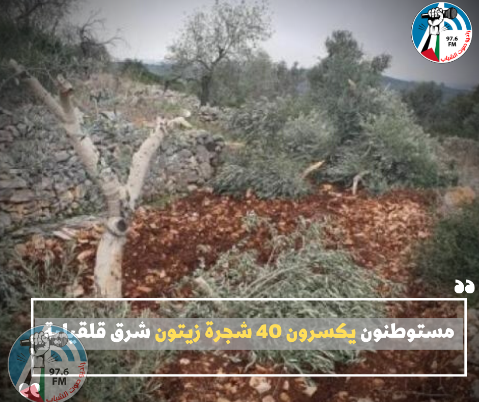 مستوطنون يكسرون 40 شجرة زيتون شرق قلقيلية