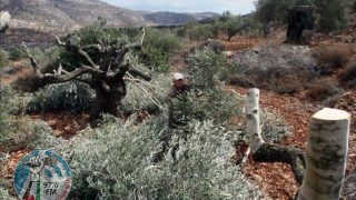 مستوطنون يقطعون 50 شجرة زيتون غرب نابلس