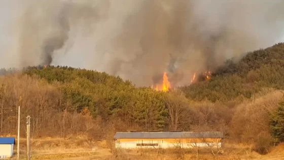 حرائق الغابات في كوريا الجنوبية
