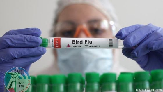 متحور جديد من إنفلونزا الطيور