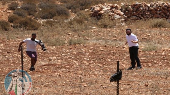 مستوطنون يهاجمون أراضي المواطنين ويتلفون محاصيل زراعية في مسافر يطا