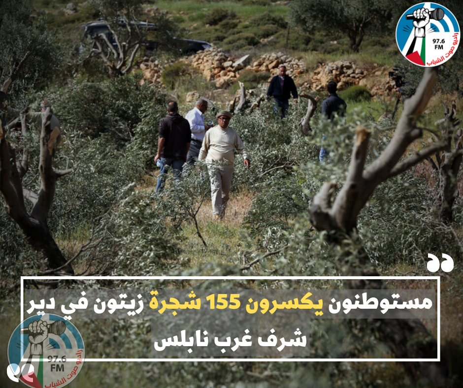 مستوطنون يكسرون 155 شجرة زيتون في دير شرف غرب نابلس