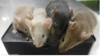 فئران المختبر