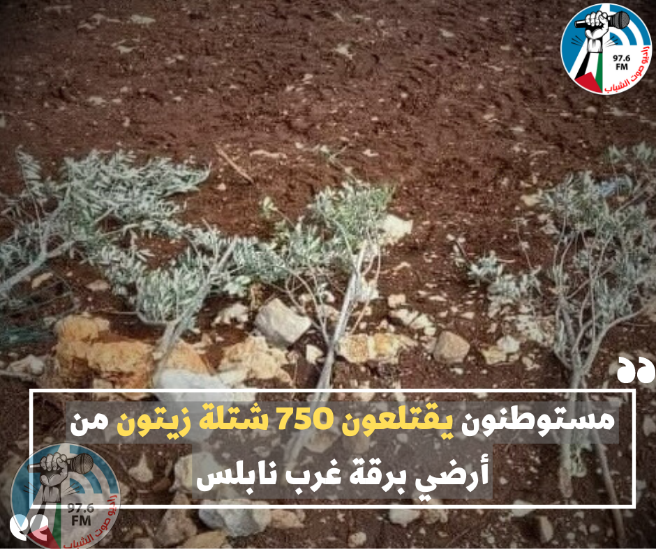 مستوطنون يقتلعون 750 شتلة زيتون من أرضي برقة غرب نابلس