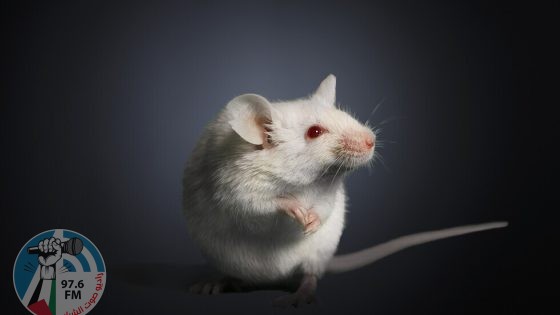 نموذج فأر