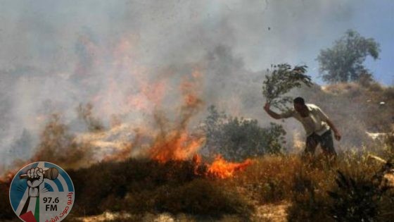 مستوطنون يحرقون محاصيل زراعية في ترمسعيا