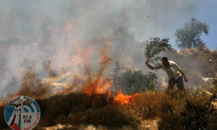 مستوطنون يحرقون محاصيل زراعية في ترمسعيا