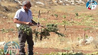 مستوطنون يقتلعون 150 شتلة زيتون وأشجار مثمرة في الظاهرية جنوب الخليل