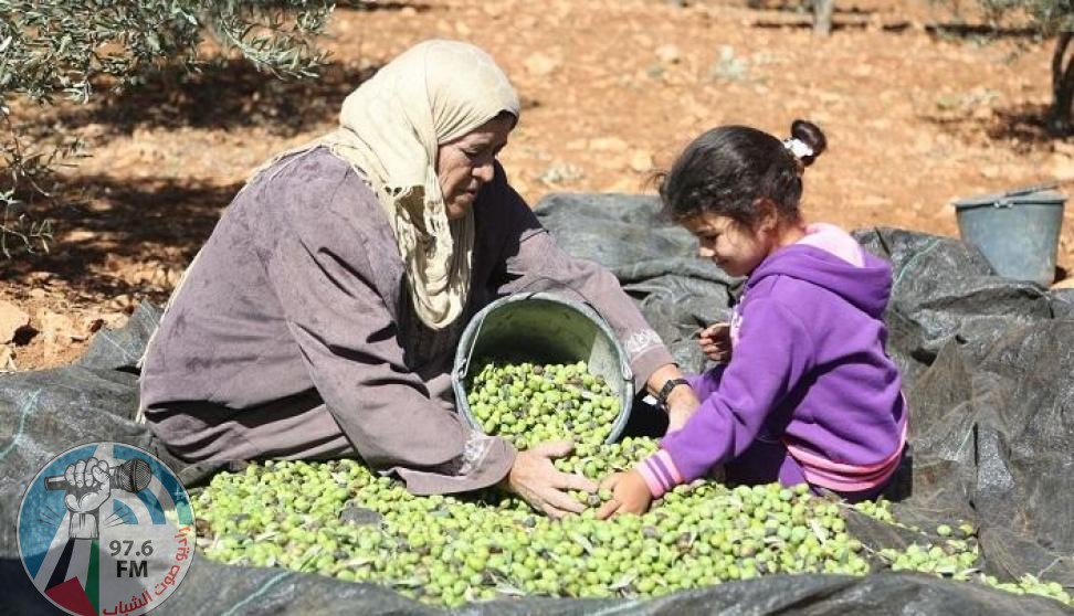 موسم قطف الزيتون