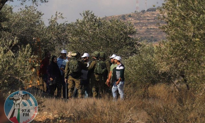 قوات الاحتلال تعتقل شابا أثناء قطفه الزيتون غرب بيت لحم
