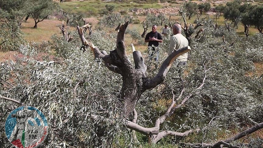 صورة أرشيفية