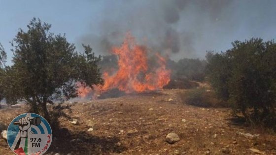 مستوطنون يضرمون النار بأراض مزروعة بالزيتون