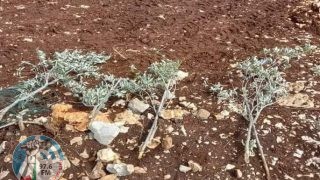 مستوطنون يقتلعون 450 شتلة زيتون ولوزيات في دير شرف غرب نابلس