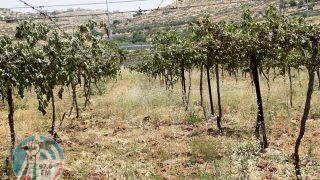 الاحتلال ومستوطنيه يقتلعون 300 شجرة كرمة في بتير غرب بيت لحم