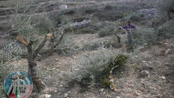 الاحتلال يجرف أرضا ويقتلع 400 شتلة زيتون في وادي فوكين غرب بيت لحم