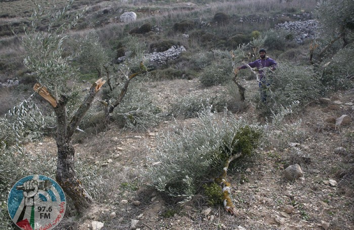 الاحتلال يجرف أرضا ويقتلع 400 شتلة زيتون في وادي فوكين غرب بيت لحم