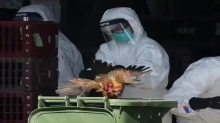 ثاني إصابة بشرية مؤكدة بإنفلونزا الطيور في الولايات المتحدة