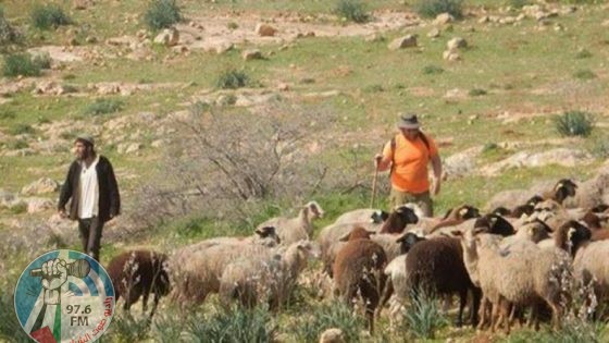 مستوطنون يمنعون المواطنين من رعي مواشيهم في الأغوار الشمالية