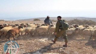الاحتلال يهاجم رعاة الأغنام شرق بيت لحم