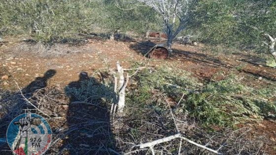 مستوطنون يعتدون على مواطنين ويخربون أشجار زيتون في مسافر يطا