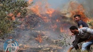 مستوطنون يحرقون أشجار زيتون ومحاصيل زراعية ويهاجمون مساكن البدو شمال اللبن الشرقية