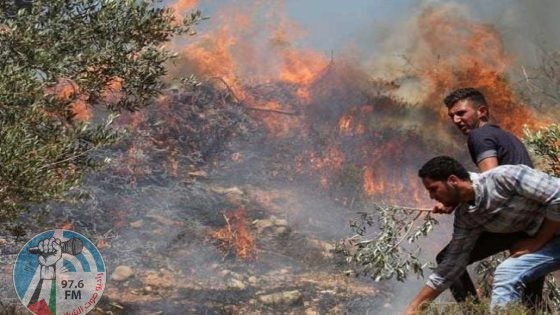 مستوطنون يحرقون أشجار زيتون ومحاصيل زراعية ويهاجمون مساكن البدو شمال اللبن الشرقية