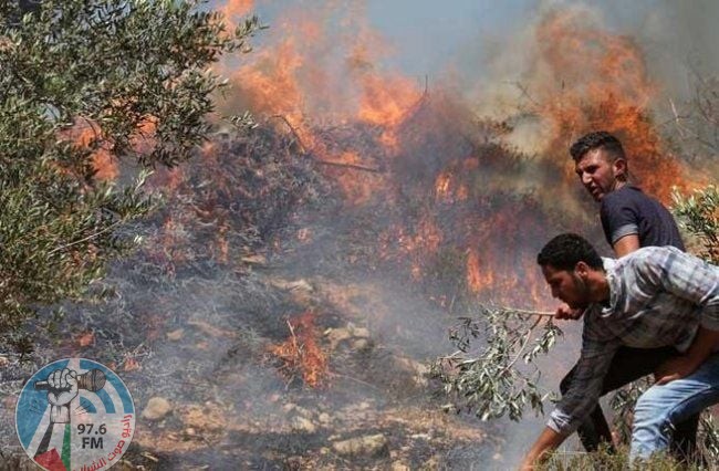 مستوطنون يحرقون أشجار زيتون ومحاصيل زراعية ويهاجمون مساكن البدو شمال اللبن الشرقية