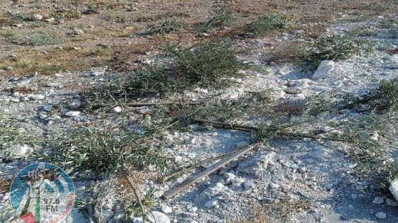 مستعمرون يقتلعون أشتال زيتون في نعلين غرب رام الله