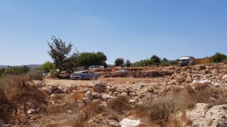 مستوطن يرعى أغنامه ويحطم أشجار زيتون في أراضي بتير
